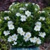Snow Globe Gardenia - 1 Gallon Pot 1 Snow Globe Gardenia - 1 Gallon Pot -Plant Outlet Store gardenia jasminoides snow globe 1