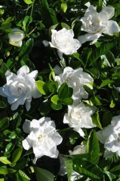 Snow Puff Hardy Gardenia - 1 Gallon Pot 9 Snow Puff Hardy Gardenia - 1 Gallon Pot -Plant Outlet Store gardenia jasminoides snow puff 2 2