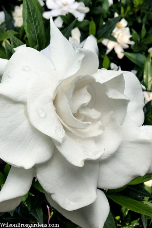 Snow Puff Hardy Gardenia - 7 Gallon Pot 3 Snow Puff Hardy Gardenia - 7 Gallon Pot