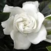 Summer Snow Gardenia - 3 Gallon Pot -Plant Outlet Store gardenia jasminoides summer snow 12