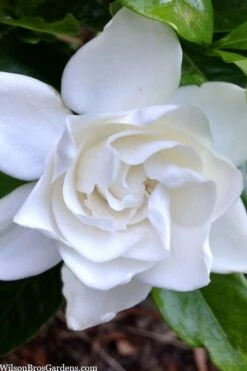 Summer Snow Gardenia - 3 Gallon Pot 17 Summer Snow Gardenia - 3 Gallon Pot -Plant Outlet Store gardenia jasminoides summer snow 3