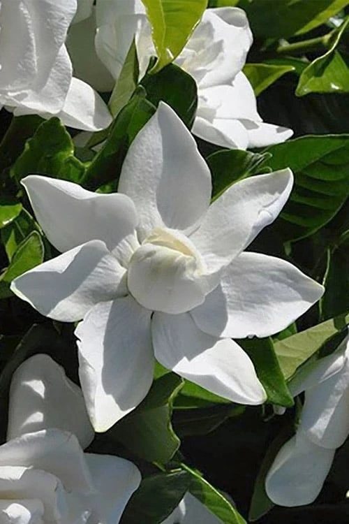 Summer Snow Gardenia - 3 Gallon Pot 9 Summer Snow Gardenia - 3 Gallon Pot - Image 7