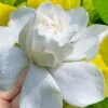 Gold Doubloon Gardenia - 1 Gallon Pot -Plant Outlet Store gardenia ogon no hana gold doubloon 10 1