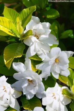 Gold Doubloon Gardenia - 1 Gallon Pot 10 Gold Doubloon Gardenia - 1 Gallon Pot -Plant Outlet Store gardenia ogon no hana gold doubloon 3 1