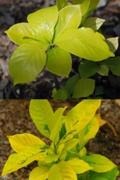 Gold Doubloon Gardenia - 3 Gallon Pot -Plant Outlet Store gardenia ogon no hana gold doubloon 4