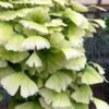 Snow Cloud Ginkgo Tree - 3 Gallon Pot -Plant Outlet Store ginkgo snow cloud 1