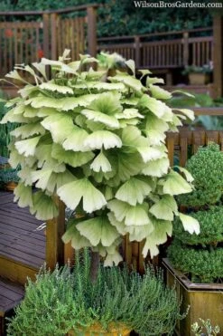 Snow Cloud Ginkgo Tree - 3 Gallon Pot 9 Snow Cloud Ginkgo Tree - 3 Gallon Pot -Plant Outlet Store ginkgo snow cloud 2