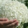 Incrediball Smooth Hydrangea - 3 Gallon Pot -Plant Outlet Store hydrangea arborescens annabelle 21