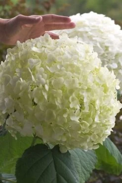 Incrediball Smooth Hydrangea - 3 Gallon Pot 14 Incrediball Smooth Hydrangea - 3 Gallon Pot -Plant Outlet Store hydrangea arborescens incrediball 10