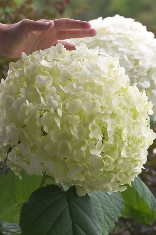 Incrediball Smooth Hydrangea - 3 Gallon Pot 8 Incrediball Smooth Hydrangea - 3 Gallon Pot - Image 6