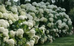 Incrediball Smooth Hydrangea - 3 Gallon Pot 15 Incrediball Smooth Hydrangea - 3 Gallon Pot -Plant Outlet Store hydrangea arborescens incrediball 12