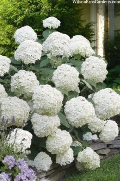Incrediball Smooth Hydrangea - 3 Gallon Pot 12 Incrediball Smooth Hydrangea - 3 Gallon Pot -Plant Outlet Store hydrangea arborescens incrediball 16