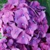 Let's Dance 'Big Band' Dwarf Hydrangea - 3 Gallon Pot 1 Let's Dance 'Big Band' Dwarf Hydrangea - 3 Gallon Pot -Plant Outlet Store hydrangea macrophylla lets dance big band 2