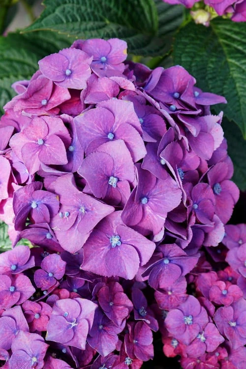 Let's Dance 'Big Band' Dwarf Hydrangea - 3 Gallon Pot 3 Let's Dance 'Big Band' Dwarf Hydrangea - 3 Gallon Pot
