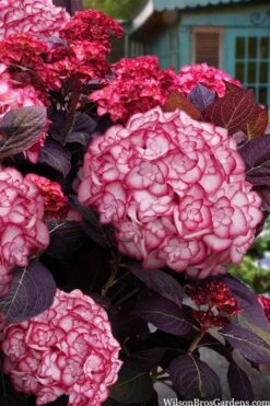 Miss Saori Hydrangea - 1 Gallon Pot -Plant Outlet Store hydrangea macrophylla miss saori 15