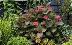 Miss Saori Hydrangea - 1 Gallon Pot -Plant Outlet Store hydrangea macrophylla miss saori 9