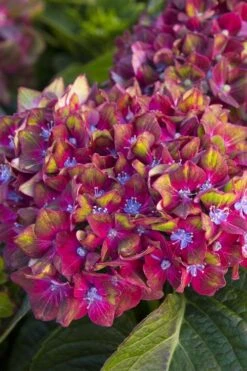 Pistachio Hydrangea - 5 Gallon Pot -Plant Outlet Store hydrangea macrophylla pistachio 2