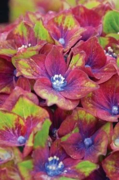 Pistachio Hydrangea - 5 Gallon Pot -Plant Outlet Store hydrangea macrophylla pistachio 6