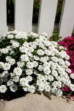 Alexander's White Candy Tuft (Iberis) - 1 Gallon Pot -Plant Outlet Store iberis sempervirens alexanders white 4