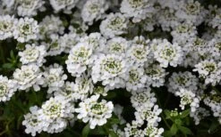 Alexander's White Candy Tuft (Iberis) - 1 Gallon Pot -Plant Outlet Store iberis sempervirens snowflake candytuft 1