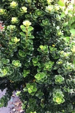 Dwarf Pagoda Japanese Holly - 1 Gallon Pot -Plant Outlet Store ilex crenata dwarf pagoda japanese holly 2