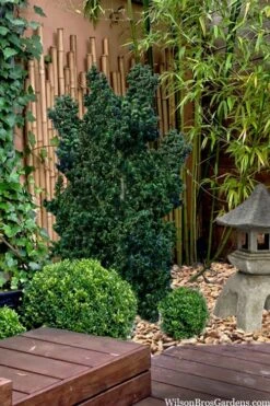 Dwarf Pagoda Japanese Holly - 1 Gallon Pot -Plant Outlet Store ilex crenata dwarf pagoda japanese holly 5