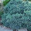 Blue Star Juniper - 2 Gallon Pot -Plant Outlet Store juniper blue star 11