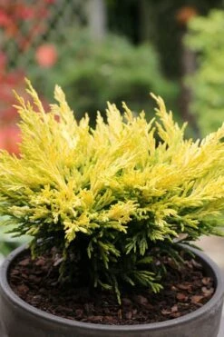 Limeglow Golden Andorra Compact Juniper - 3 Gallon Pot 12 Limeglow Golden Andorra Compact Juniper - 3 Gallon Pot -Plant Outlet Store juniper horizontalis lime glow 23