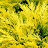 Limeglow Golden Andorra Compact Juniper - 3 Gallon Pot -Plant Outlet Store juniper horizontalis lime glow 26