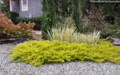 All Gold Golden Pacific Juniper - 1 Gallon Pot -Plant Outlet Store juniperus conferta all gold pacific shore juniper 22
