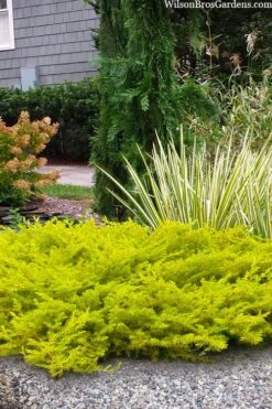 All Gold Golden Pacific Juniper - 2 Gallon Pot