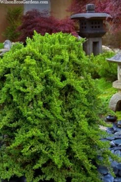 Staked Green Mound Japanese Garden Juniper - 5 Gallon Pot -Plant Outlet Store juniperus procumbens nana green mound japanese garden juniper staked topiary 1