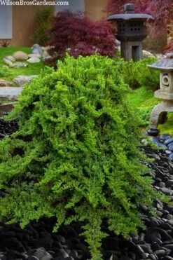 Staked Green Mound Japanese Garden Juniper - 5 Gallon Pot -Plant Outlet Store juniperus procumbens nana green mound japanese garden juniper staked topiary 5