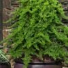 Staked Green Mound Japanese Garden Juniper - 5 Gallon Pot 2 Staked Green Mound Japanese Garden Juniper - 5 Gallon Pot -Plant Outlet Store juniperus procumbens nana green mound japanese garden juniper staked topiary 8