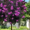 Black Diamond 'Purely Purple' Crape Myrtle Tree (Single Trunk) - 7 Gallon Pot 2 Black Diamond 'Purely Purple' Crape Myrtle Tree (Single Trunk) - 7 Gallon Pot -Plant Outlet Store lagerstroemia black diamond purely purple crape myrtle tree 2