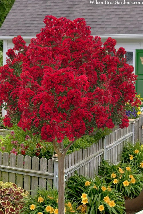 Miss Frances Red Crape Myrtle (Single Trunk Topiary Tree) - 5 Gallon Pot 3 Miss Frances Red Crape Myrtle (Single Trunk Topiary Tree) - 5 Gallon Pot