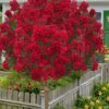 Miss Frances Red Crape Myrtle (Single Trunk Topiary Tree) - 7 Gallon Pot (5-6') -Plant Outlet Store lagerstroemia indica miss frances standard single trunk