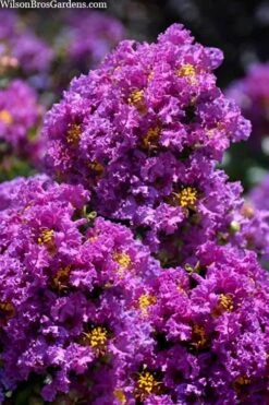 Purple Magic Crape Myrtle Tree (Multi Trunk) - 7 Gallon Pot 11 Purple Magic Crape Myrtle Tree (Multi Trunk) - 7 Gallon Pot -Plant Outlet Store lagerstroemia purple magic crape myrtle single trunk tree 5