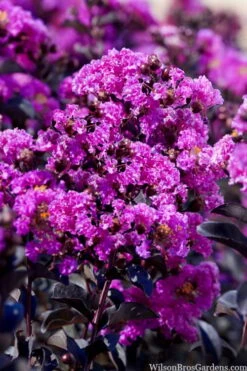 Black Diamond 'Purely Purple' Crape Myrtle Tree (Single Trunk) - 7 Gallon Pot 9 Black Diamond 'Purely Purple' Crape Myrtle Tree (Single Trunk) - 7 Gallon Pot -Plant Outlet Store lagestroemia indica purely purple black diamond crape myrtle 1