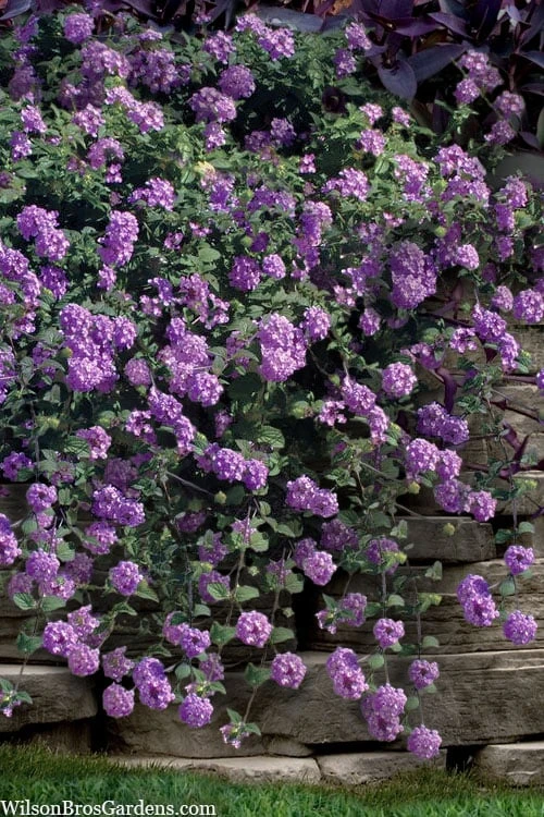 Trailing Lavender Lantana - 5 Pack Of Pint Pots 3 Trailing Lavender Lantana - 5 Pack Of Pint Pots