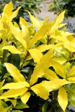 Sicilian Sunshine Sweet Bay Laurel (Laurus Nobilis) - 1 Gallon Pot -Plant Outlet Store laurus nobilis sicilian sunshine sweet bay laurel 2