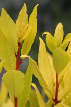 Sicilian Sunshine Sweet Bay Laurel (Laurus Nobilis) - 1 Gallon Pot -Plant Outlet Store laurus nobilis sicilian sunshine sweet bay laurel 5