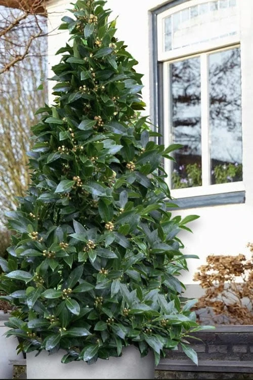 Bay Laurel (Sweet Bay) - Laurus Nobilis - 1 Gallon Pot 3 Bay Laurel (Sweet Bay) - Laurus Nobilis - 1 Gallon Pot