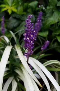 Okina Liriope (Frosted Monkey Grass) - 1 Gallon Pot 12 Okina Liriope (Frosted Monkey Grass) - 1 Gallon Pot -Plant Outlet Store liriope muscari okina lilyturf 4