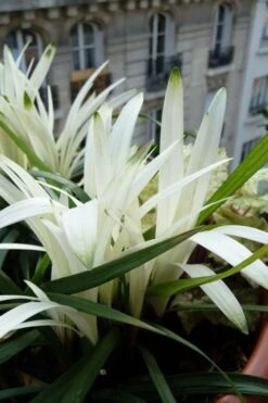 Okina Liriope (Frosted Monkey Grass) - 1 Gallon Pot 13 Okina Liriope (Frosted Monkey Grass) - 1 Gallon Pot -Plant Outlet Store liriope muscari okina lilyturf 5