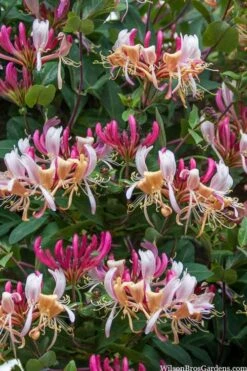 Serotina Fragrant Honeysuckle Vine - 1 Gallon Pot -Plant Outlet Store lonicera periclymenum serotina fragrant honeysuckle vine 2