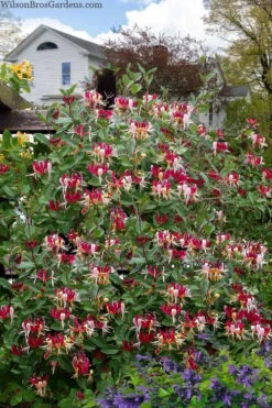 Serotina Fragrant Honeysuckle Vine - 1 Gallon Pot -Plant Outlet Store lonicera periclymenum serotina fragrant honeysuckle vine 8