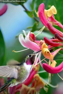 Serotina Fragrant Honeysuckle Vine - 1 Gallon Pot -Plant Outlet Store lonicera periclymenum serotina fragrant honeysuckle vine 9