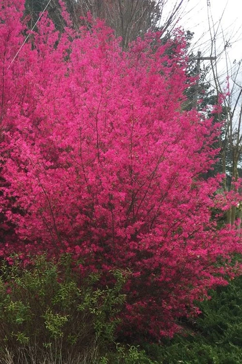Zhuzhou Loropetalum (Chinese Fringeflower) - 3 Gallon Pot 3 Zhuzhou Loropetalum (Chinese Fringeflower) - 3 Gallon Pot