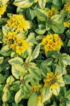 Waikiki Sunset Lysimachia - 5 Pack Of Quart Pots -Plant Outlet Store lysimachia